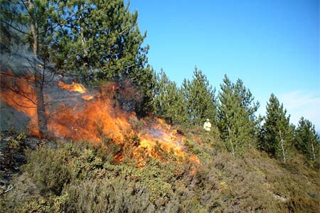 FIRE_FOREST_I