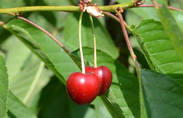cherries_tree_2