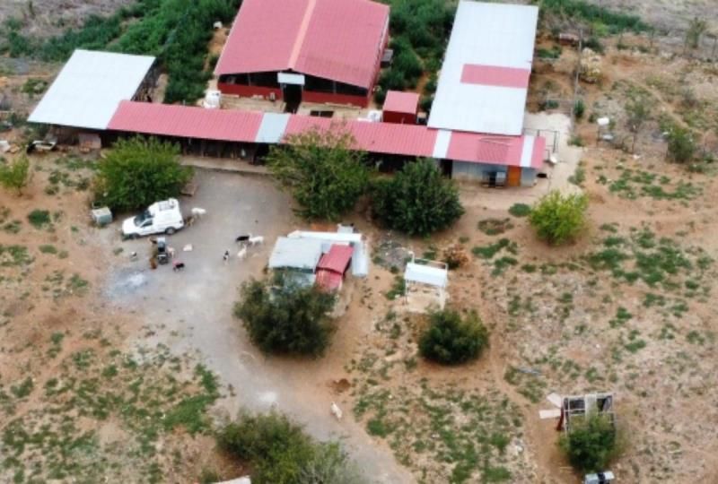 Δήμος Πέλλας: Σημαντικό έργο στη διαχείριση αδέσποτων ζώων
