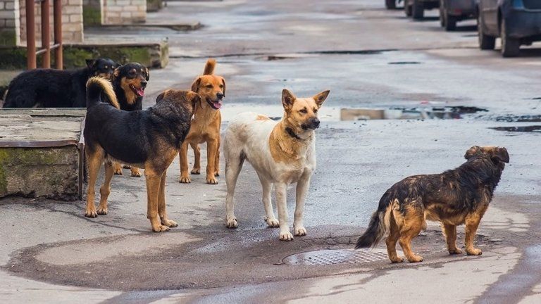 Δήμος Πέλλας: Σημαντικό έργο στη διαχείριση αδέσποτων ζώων2