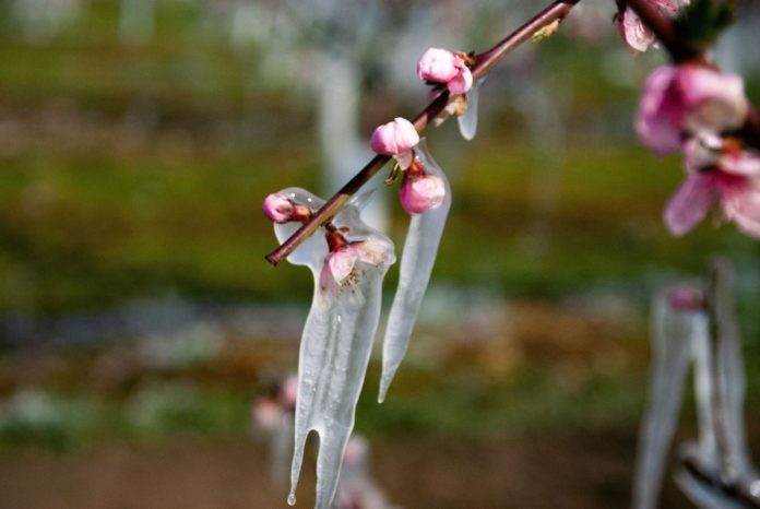 Πέλλα: Η «Καρδιά» της Παραγωγής που Εκπέμπει SOS – Προκλήσεις και Προοπτικές