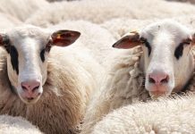 ΕΕΕΔΕ: Επικαιροποιημένα συγκεντρωτικά στοιχεία για την ευλογιά αιγοπροβάτων (Ενημέρωση 05/03/2026) ΕΕΕΔΕ: Επικαιροποιημένα συγκεντρωτικά στοιχεία για την ευλογιά αιγοπροβάτων (Ενημέρωση 05/03/2026)