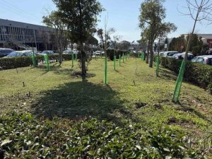 Πεντακόσια νέα δέντρα από τον Δήμο Θεσσαλονίκης στο campus του ΑΠΘ