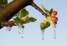 Σε Απόγνωση οι Αγρότες Ημαθίας και Πέλλας: «Φάντασμα» οι Αποζημιώσεις για τον Παγετό του 2025 Σε Απόγνωση οι Αγρότες Ημαθίας και Πέλλας: «Φάντασμα» οι Αποζημιώσεις για τον Παγετό του 2025